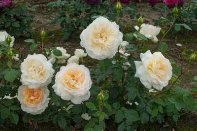 Изображение прекрасной Розы чайковского в формате jpg