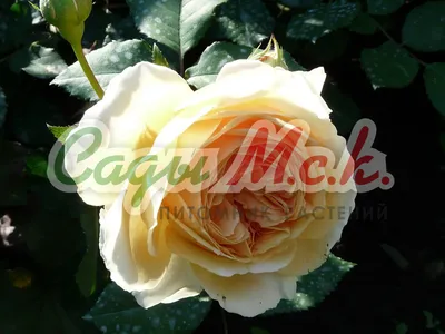 Роза чайковский в формате png - качественное изображение