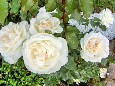 Фотография прекрасной Розы чайковского в формате png