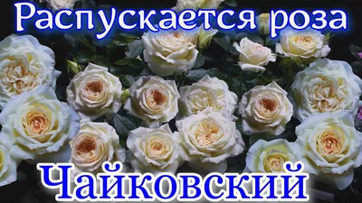 Фотка Розы чайковского - выберите формат изображения