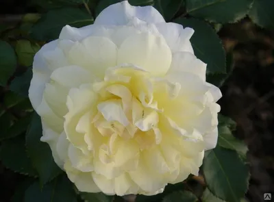 Роза чайковский в формате png - наслаждайтесь ее красотой