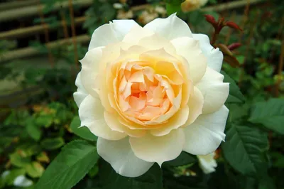 Роза чайковский - фото в высоком качестве
