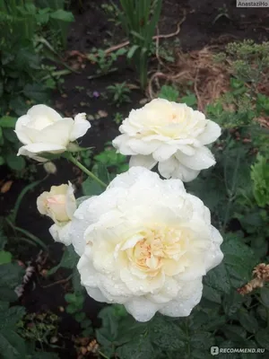 Роза чайковский - настоящая красота на фото