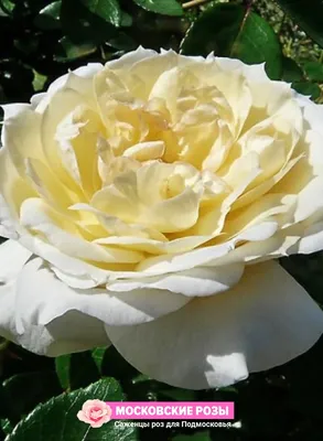 Фотография прекрасной Розы чайковского в формате jpg