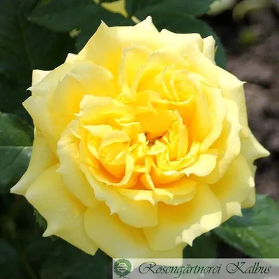 Фотка Роза чайна герл на фоне других цветов