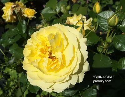 Изображение Роза чайна герл для скачивания в png для сайта