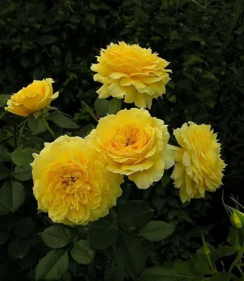 Фото Роза чайна герл: вариант с яркими цветами