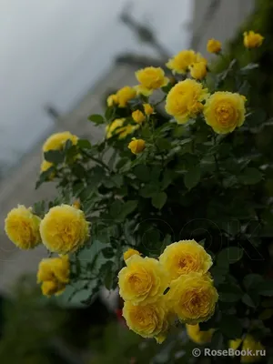 Изображение Роза чайна герл для скачивания в png, подходящее для фотомонтажа