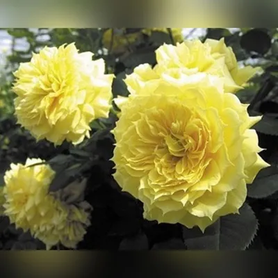Роза чайна герл: фото в формате jpg для использования в онлайн-магазине