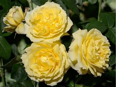 Роза чайна герл: фото в формате jpg для просмотра