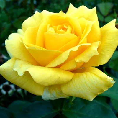 Роза чайно-гибридная Ландора в формате jpg