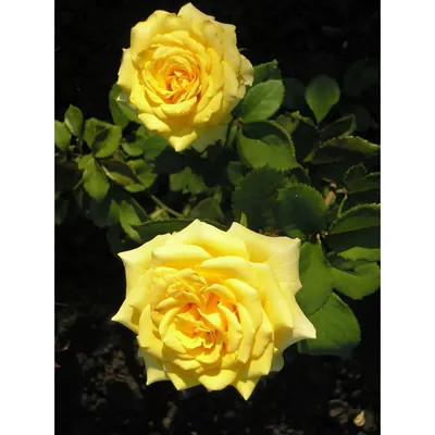 Красивое фото розы чайно-гибридной Ландора