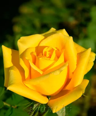 Фото розы чайно-гибридной Ландора: выберите размер