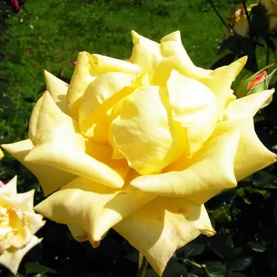 Фотография розы чайно-гибридной Ландора в формате png