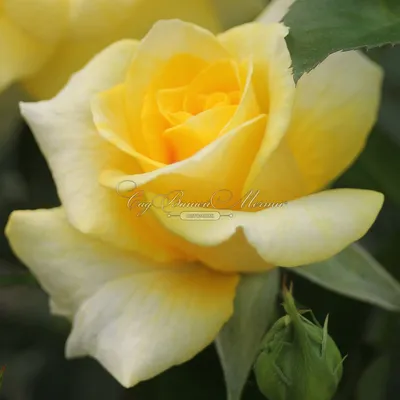 Роза чайно-гибридная Ландора: фото различного размера
