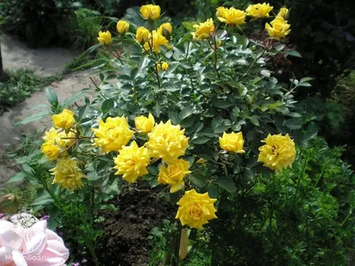 Фотка розы чайно-гибридной Ландора в формате webp
