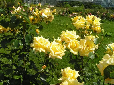 Изображение розы чайно-гибридной Ландора в формате png