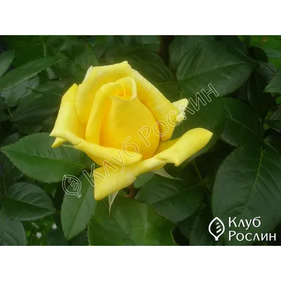 Изображение розы чайно-гибридной Ландора в формате jpg и png