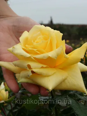 Фотография розы чайно-гибридной Ландора: выберите формат