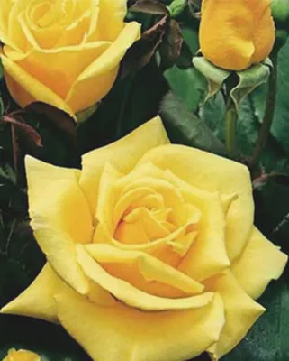 Фотка розы чайно-гибридной Ландора в формате png и webp