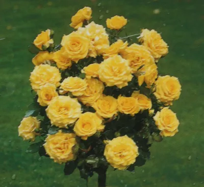 Фото розы чайно-гибридной Ландора в формате webp