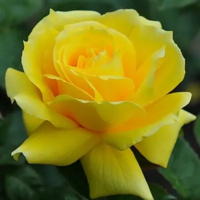 Картинка розы чайно-гибридной Ландора