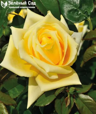 Роза чайно-гибридная Ландора: фотография высокого качества