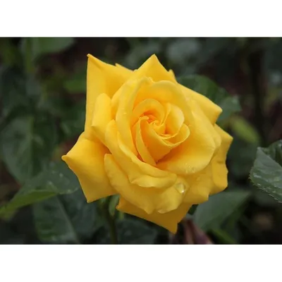 Изображение розы чайно-гибридной Ландора: выберите формат и размер