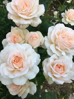 Красивая роза чандос бьюти: Изображение с возможностью выбора размера