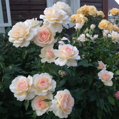 Фото розы чандос бьюти: Выберите подходящий формат для сохранения