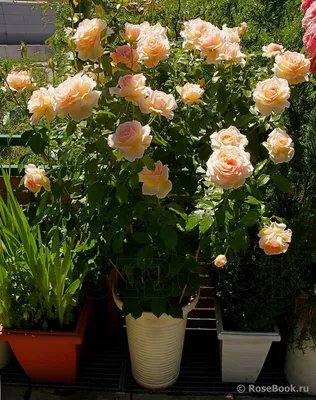 Роза чандос бьюти: Индивидуальный выбор размера и формата фото