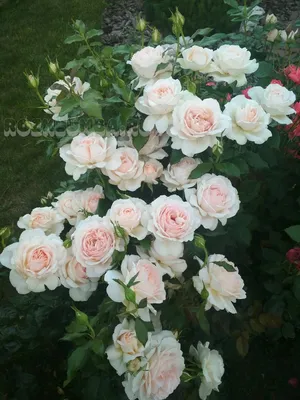 Фотография розы чандос бьюти: Увеличьте или уменьшите размер в зависимости от своих потребностей