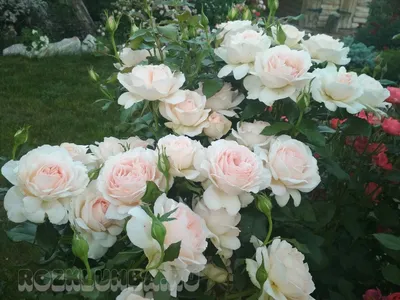 Фото розы чандос бьюти: Изображение в разных вариантах