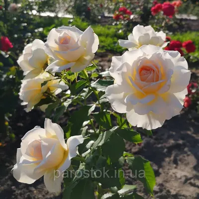 Фотография розы чандос бьюти: Возможность скачать фото в нескольких форматах