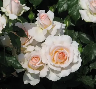 Фото розы чандос бьюти: Индивидуальный выбор формата для скачивания