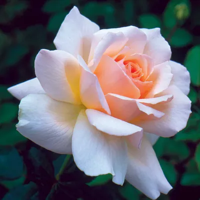 Фотография розы чандос бьюти: Красивое изображение для вашей коллекции