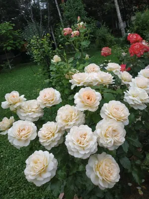 Фото розы чандос бьюти: Изображение с возможностью скачивания в разных форматах
