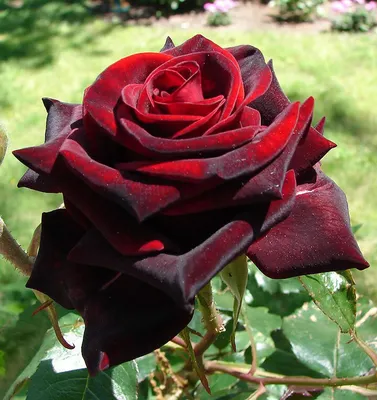 Роза черная магия: фото в формате jpg