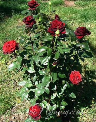 Фото розы черной магии с возможностью выбора размера