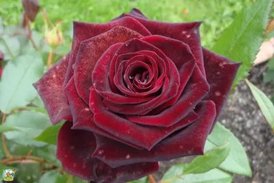 Уникальное фото розы черной магии в формате png
