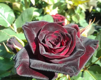 Роза черной магии: снимки разных размеров