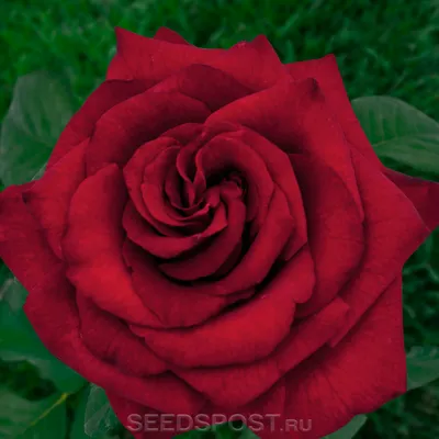 Фотка розы черной магии для скачивания в webp