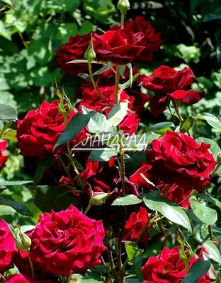 Изображение розы черной магии в формате jpg: выберите размер