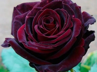 Фото розы черной магии: выберите png для загрузки