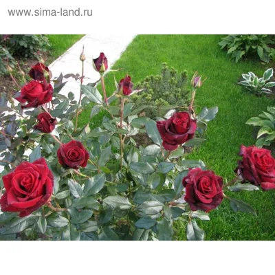 Роза черной магии на фото: разные размеры изображений