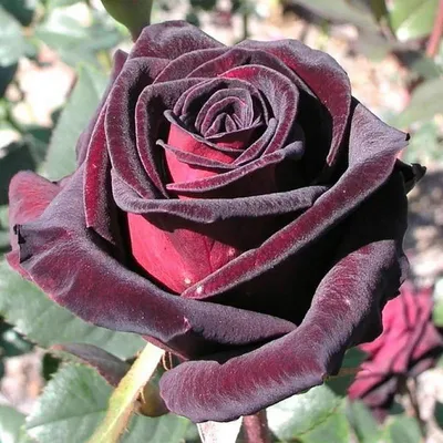 Картинка розы черной магии в формате webp