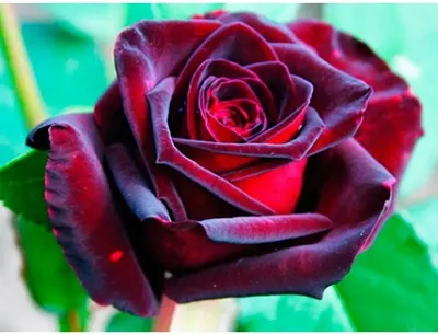 Фоторазмер розы черной магии: выберите jpg для загрузки