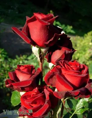 Черная магия розы: уникальные снимки в формате png