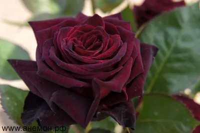 Роза черной магии на фото: выберите размер и формат