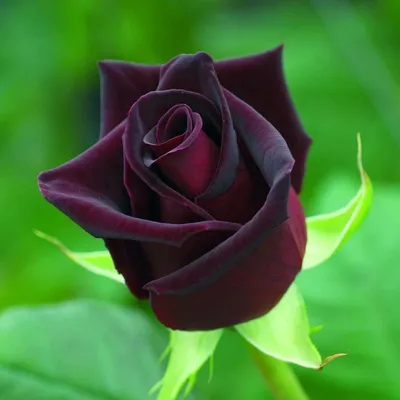 Изображение розы черной магии для загрузки в png
